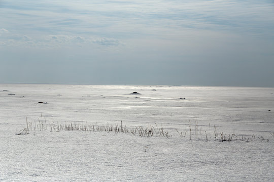 Frozen weed in front of the ocean