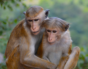 Ceylon Hat Monkeys