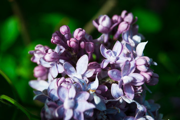 Branch of blossoming lilac