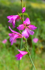 Gladiolus Communis Flowers