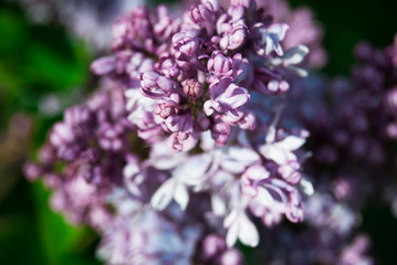 Fototapeta na wymiar Branch of blossoming lilac