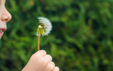 a small child blows away a fluffy dandelion. Dandelion close-up