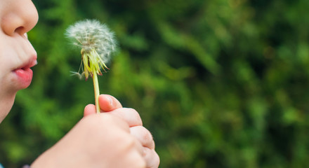 a small child blows away a fluffy dandelion. Dandelion close-up