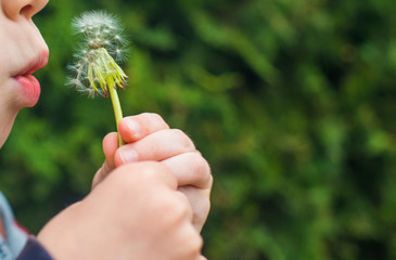 a small child blows away a fluffy dandelion. Dandelion close-up