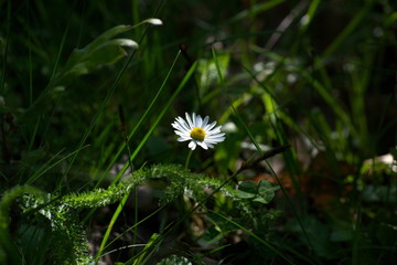 white daisy flower