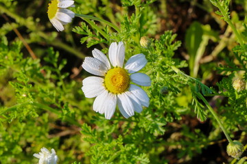 Chamomile flowers in spring in the morning dew.