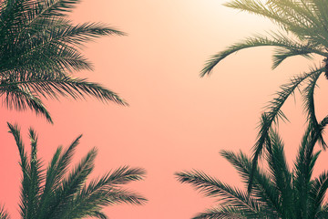 Fototapeta na wymiar Tropical palms on coral pink sky abstract Summer trendy background.