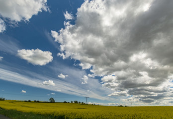 Fototapeta na wymiar schöner Himmel mit weißen Wolken und gelbem Rapsfeld