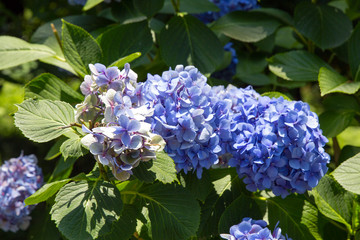 Hydrangea macrophylla. Violet Gortenzia, macro