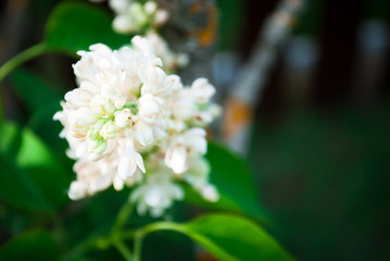 Branch of blossoming lilac