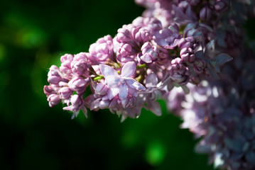 Obraz premium Branch of blossoming lilac