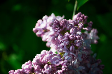 Branch of blossoming lilac