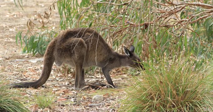 Red Kangaroo, Macropus rufus, close view 4K