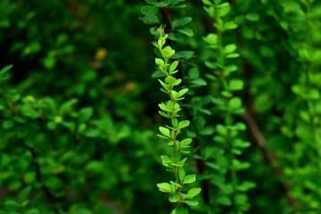 green leaves of fern