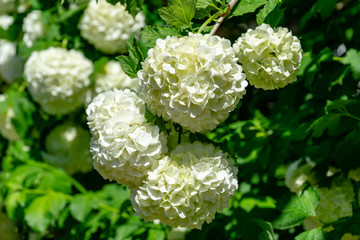 Beautiful white balls of blooming Viburnum opulus Roseum on dark green background. White Guelder Rose or Viburnum opulus Sterilis, Snowball Bush, European Snowball is a large, deciduous shrub