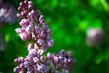 Branch of blossoming lilac