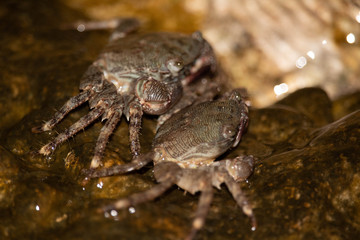  crabs on the rocks