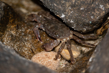  crabs on the rocks