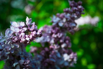 Branch of blossoming lilac