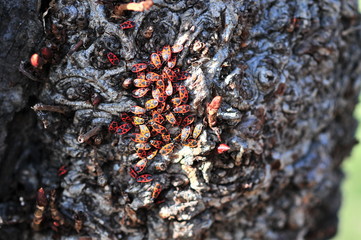 Group of the firebug (Pyrrhocoris apterus)