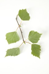 Fototapeta premium Birch twig