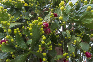 Detail of big opuntia yellow red