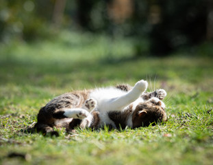 tabby white british shorthair cat rolling on the lawn in the garden in the sunlight enjoying the...