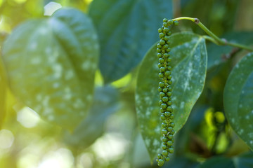 Close-up of fresh live green peper on tree with morning lighting effect.