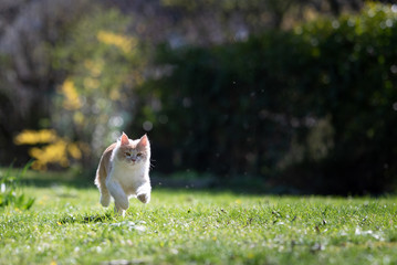 fawn cream colored maine coon cat running through the back yard in the sunlight