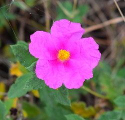 Obraz premium Cistus Albidus Flower