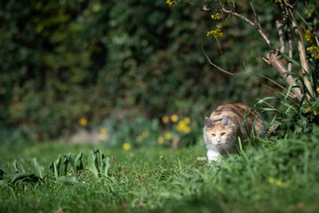 fawn cream colored maine coon cat lurking in the garden surrounded by plants and botany