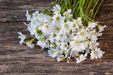 Obraz na płótnie Canvas Bouquet of white wild flowers of stellaria holostea on a wooden background