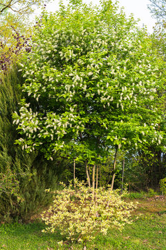 flowering tree in the family garden Padus avium "Novosibirsk" and juniper growing next to it; front is Shrubby Dogwoods
