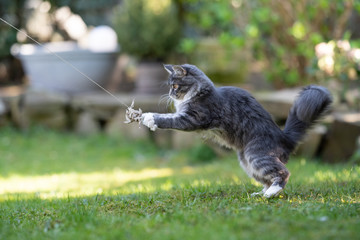 side view of a blue tabby maine coon cat outdoors in the back yard catching a catnip toy on a sunny...