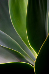 Detail of green leaves in backlight with illuminated edge