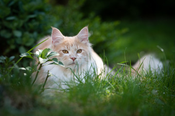 Naklejka na ściany i meble fawn cream colored maine coon cat relaxing in the back yard between high grass and bushes observing the garden