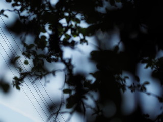 Baum mit Stromleitungen.