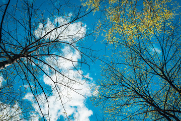 Blue sky through the leaves of trees.