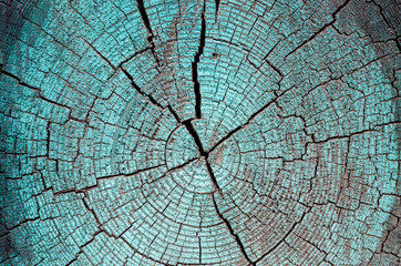 texture of rustic turquoise cut tree painted wood