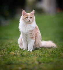 fluffy fawn cream colored maine coon cat sitting on the lawn in the garden observing the area