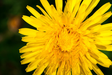 Dandelion on a sunny day.