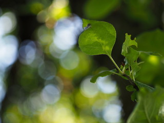 Bl&auml;tter eines Baumes.