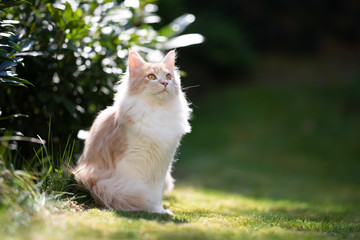 fawn cream colored maine coon cat sitting on the lawn in the back yard next to a bush looking up on a sunny day - obrazy, fototapety, plakaty