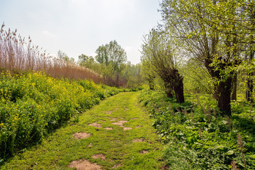 Fototapeta na wymiar Curved path in a Dutch park in the spring season.
