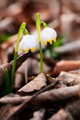 Maiglöckchen Glockenblumen Waldboden Forst Paar Pärchen Zwillinge Zwei Doppelt Makro Natur Outdoors Blätter Weiß Zauberwald