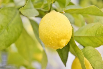 Juicy yellow organic lemon with raindrops on the lemon tree with green leaves and blurred background. Ripe sour lemon fruit on citrus trees. Yellow fresh lemon for summer lemonade juice 