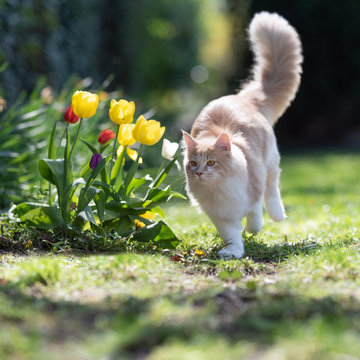 fawn cream colored maine coon cat running over the lawn in the back yard next to some blossoming tulip flowers  on a sunny day