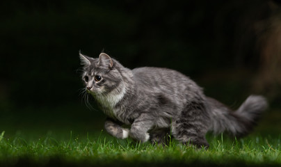 side view of a blue tabby maine coon cat running over the lawn quickly hunting at night