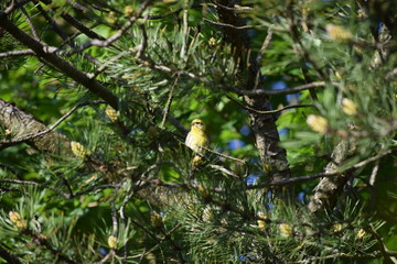 Serin