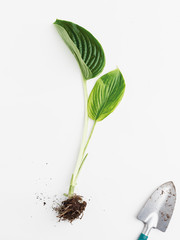 Fototapeta na wymiar garden spade and weed plant plucked out of the ground with a root on a white background. Top view